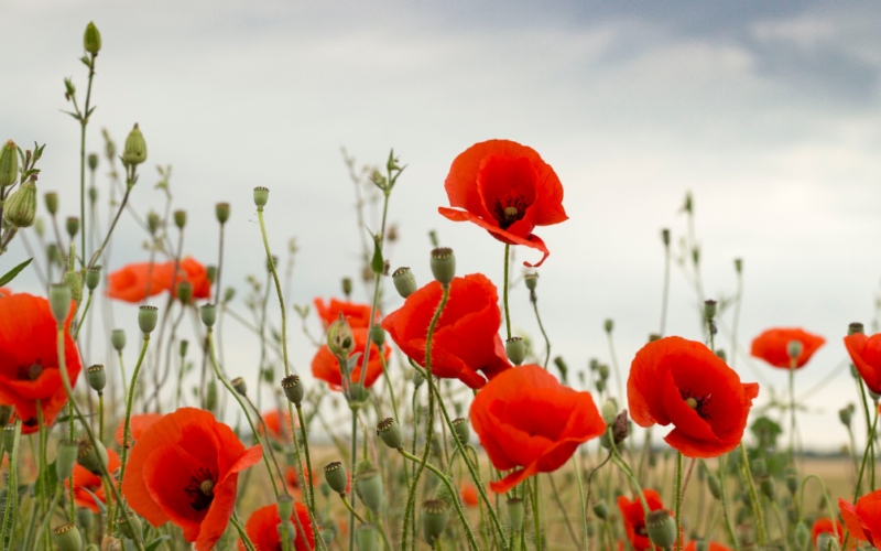 National Indigenous Veterans Day & Remembrance Day