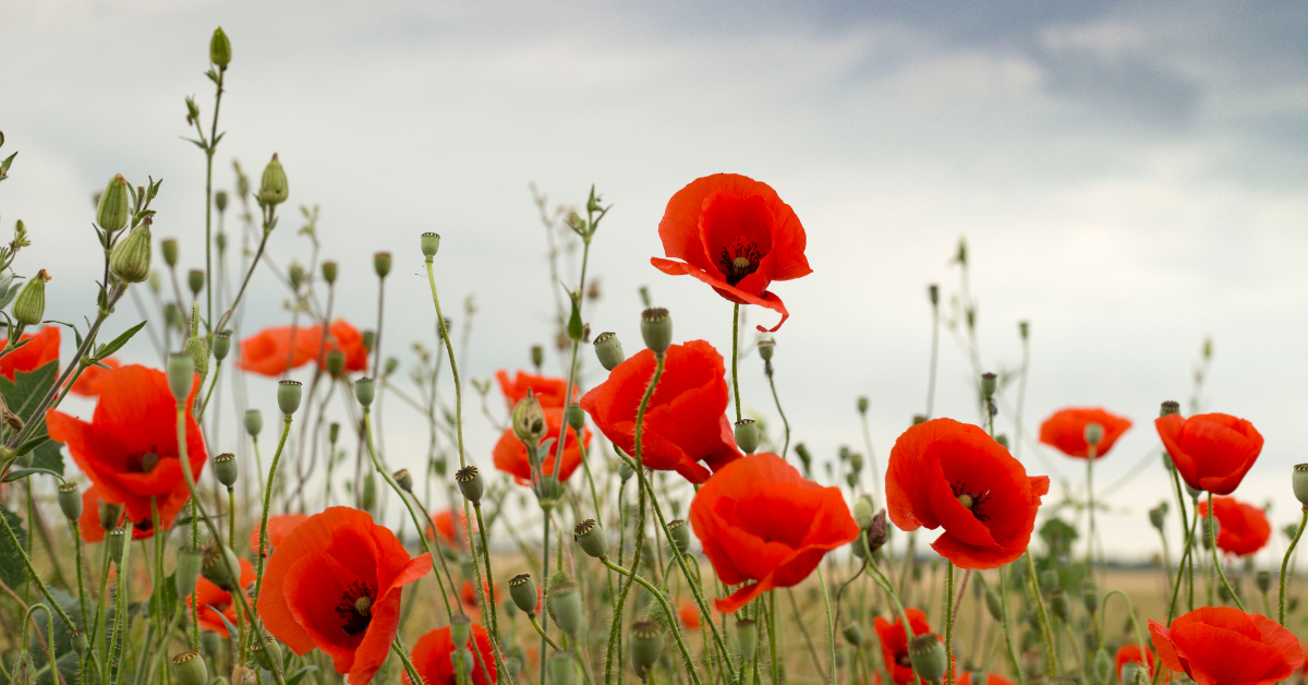 National Indigenous Veterans Day & Remembrance Day - Surrey Place